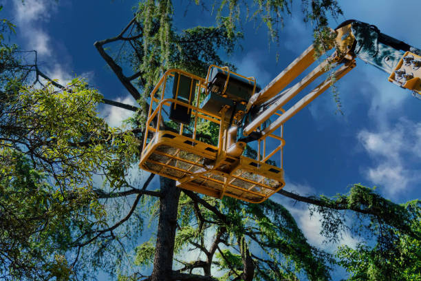 Reliable Keizer, OR Tree Removal and Landscaping Services Solutions